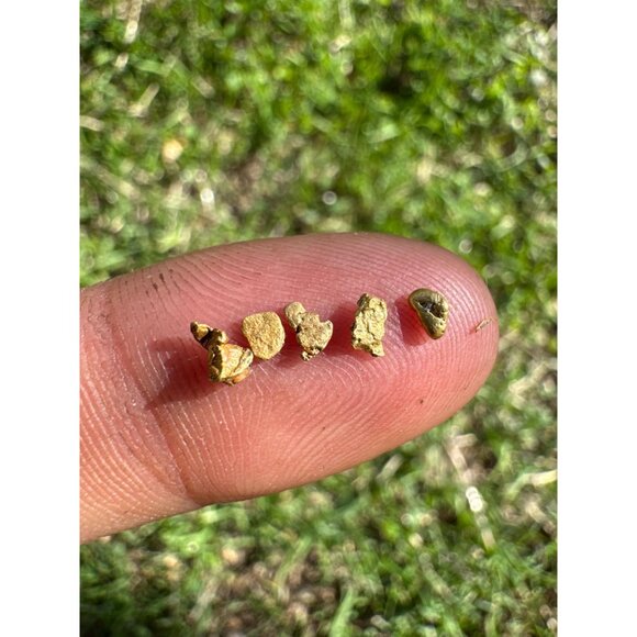 California Gold Nuggets in Display Case - 0.33 grams - Picture 3 of 8